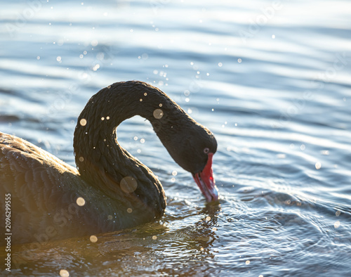 Black swan swimming on swan river in Perth, Western Australia at sunrise