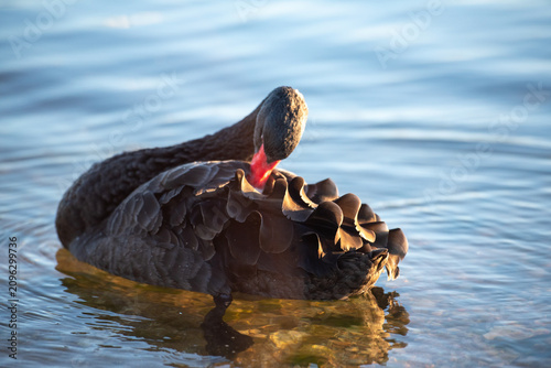Black swan fluffing feathers on swan river in Perth, Western Australia at sunrise