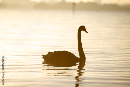 Black swan swimming on swan river in Perth, Western Australia at sunrise