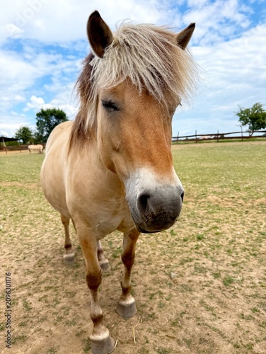 Fotografie Large Chestnut Horse on a Farm in a Zoo