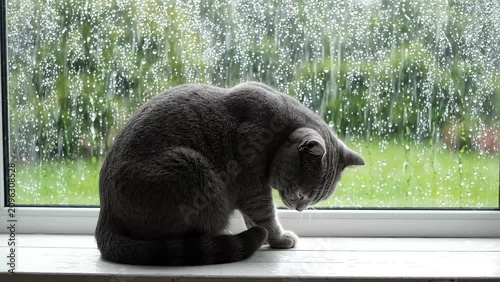 Grey cat sitting on windowsill watching raindrops fall outside on a gloomy day
