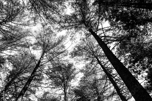 Obraz na płótnie Looking up into the tree tops of pine trees in a forest at Balhama in Scotland, on a clear sunny day