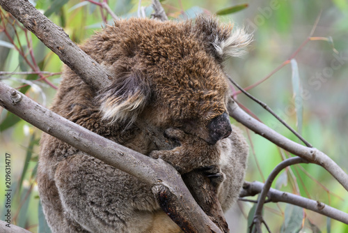 Photography A koala (Phascolarctos cinereus) napping in a  eucalyptus (gum) tree in Kangaroo Island, South Australia