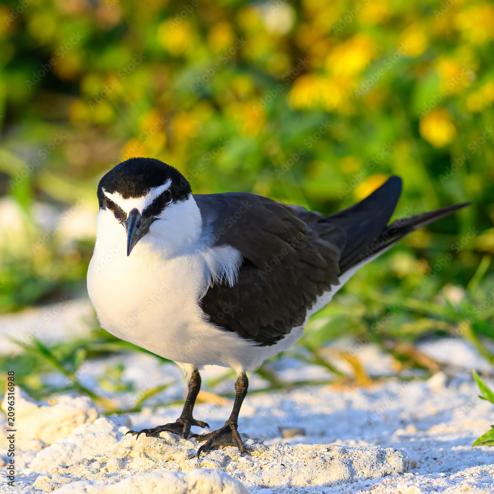 Obraz premium A bridled tern (Onychoprion anaethetus) standing on the beach on Lady Elliot Island, the southern most island in the Great Barrier Reef of the coast of Australia.
