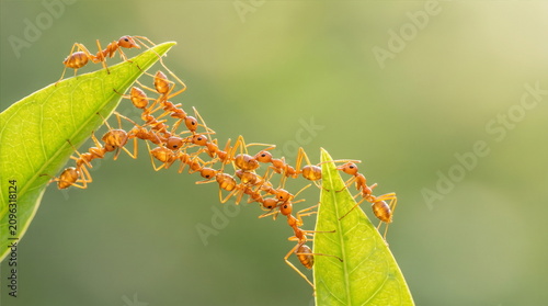 Foto Ant action standing