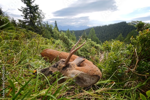 celebration the happy hunting of a roe buck on the mountains at a summer morning