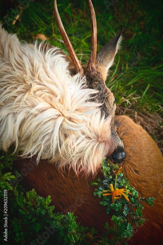celebration the happy hunting of a roe buck on the mountains with the hunting dog, at a summer morning