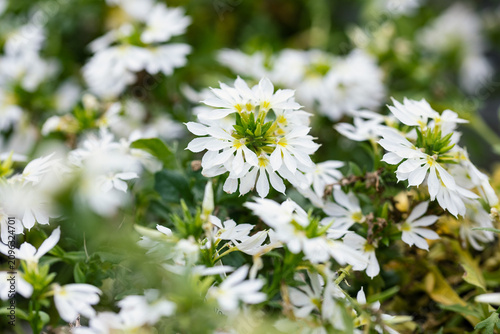 Blooming white Scaevola Surdiva flowers with fan-shaped petals and green foliage in a garden, captured with selective focus and soft natural bokeh.