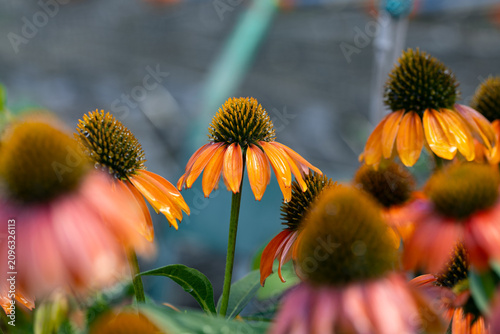 Orange Echinacea flowers in bloom with cone-shaped centers and vibrant petals, photographed in a garden with selective focus and soft natural bokeh.