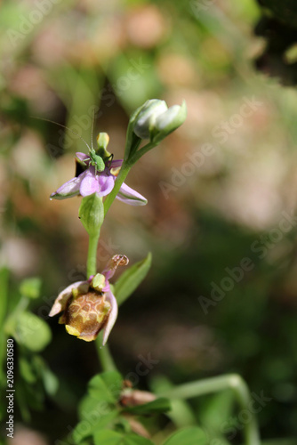 une petite sauterelle sur la fleur