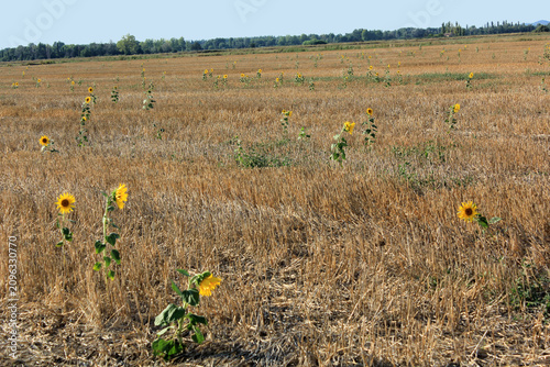Quelques tournesols isolés