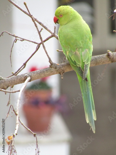green parrot on a branch