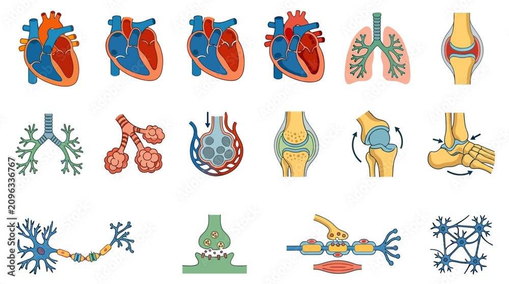 Obraz premium Human Body Organs Medical Illustration.
