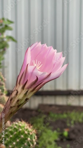 Cactus Flower Blooming Time-Lapse Macro Close-Up. 