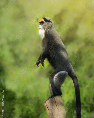 Obraz na płótnie Alert De Brazza monkey standing upright on wooden post against lush green forest background, distinct orange brow and white beard for wildlife conservation, zoology, and exotic travel concepts