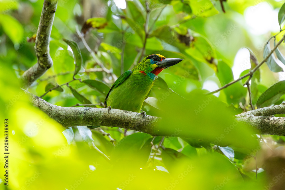 Obraz premium Red throated Barbet