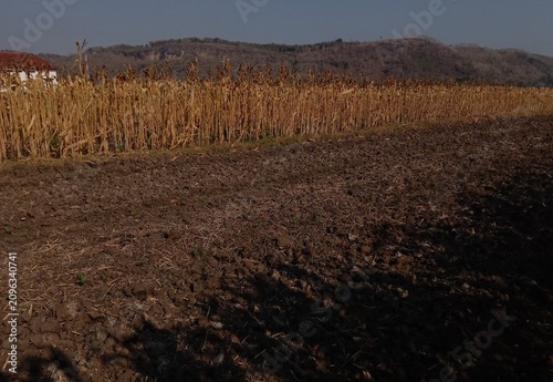 Dried corn plants remaining in a harvested agricultural field under natural sunlight. Brown maize stalks and crop residue represent post-harvest farming activities, seasonal agriculture. 
