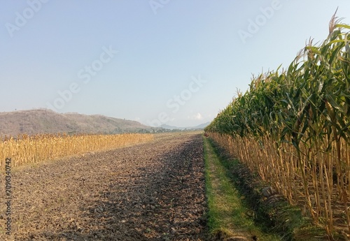 Dried corn plants remaining in a harvested agricultural field under natural sunlight. Brown maize stalks and crop residue represent post-harvest farming activities, seasonal agriculture. 