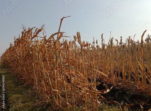 Dried corn plants remaining in a harvested agricultural field under natural sunlight. Brown maize stalks and crop residue represent post-harvest farming activities, seasonal agriculture. 