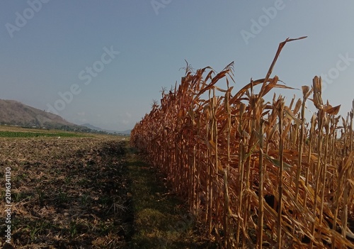 Dried corn plants remaining in a harvested agricultural field under natural sunlight. Brown maize stalks and crop residue represent post-harvest farming activities, seasonal agriculture. 
