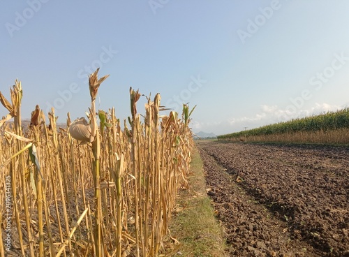 Dried corn plants remaining in a harvested agricultural field under natural sunlight. Brown maize stalks and crop residue represent post-harvest farming activities, seasonal agriculture. 