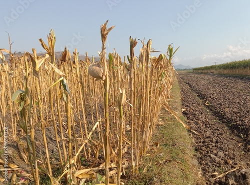 Dried corn plants remaining in a harvested agricultural field under natural sunlight. Brown maize stalks and crop residue represent post-harvest farming activities, seasonal agriculture. 