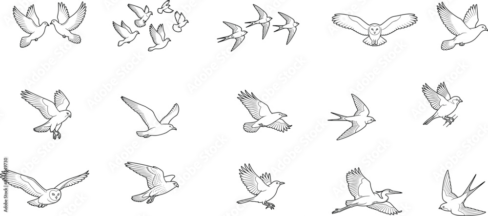 Obraz premium Birds in flight line drawings showing diverse species and wing positions for artistic and educational use