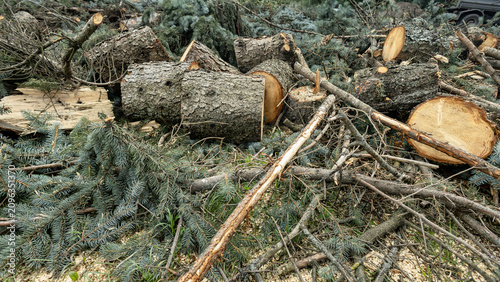 Workers cut down trees at a construction site. The area shows logs and branches scattered on the ground. The work takes place in a forested location