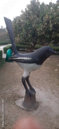 Magpie Robin is national bird in Bangladesh.