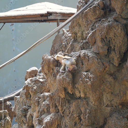 Photography playful young monkey on the rocks, upside down monkey holding on the rockwork in
