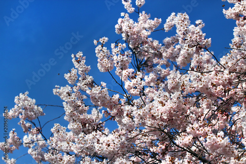 Blooming Cherry Blossom Branches with Soft Pink Spring Flowers Against a Deep Blue Clear Sky