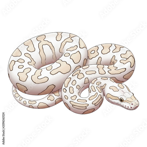 Assorted powdered sugar doughnuts arranged on a white surface isolated on transparent background