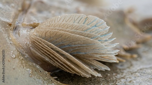 Macro photograph of a goose barnacle attached to a weathered wooden surface.