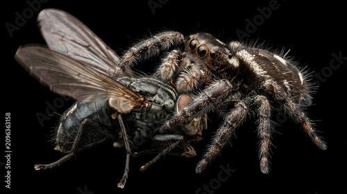 Macro photograph of a jumping spider capturing a house fly on a black background.
