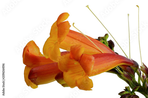 A cluster of bright orange trumpet flowers against a transparent background