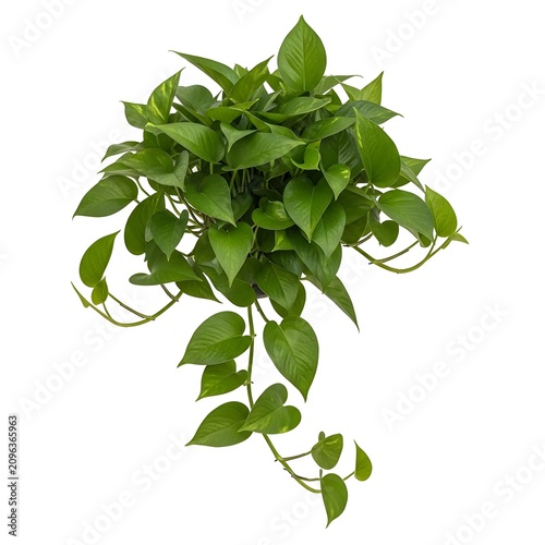Green pothos plant trailing with heart-shaped leaves