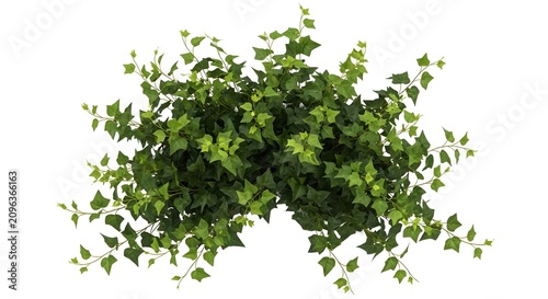 Lush green ivy plant covering a surface