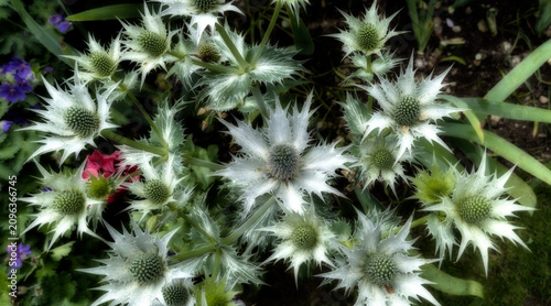 Fotografie A Giant Sea Holly often known by the cultivar name Miss Willmott's Ghost, United