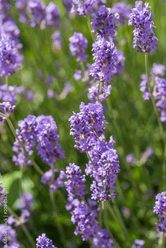 Fototapeta premium Beautiful lavender in the garden in summer