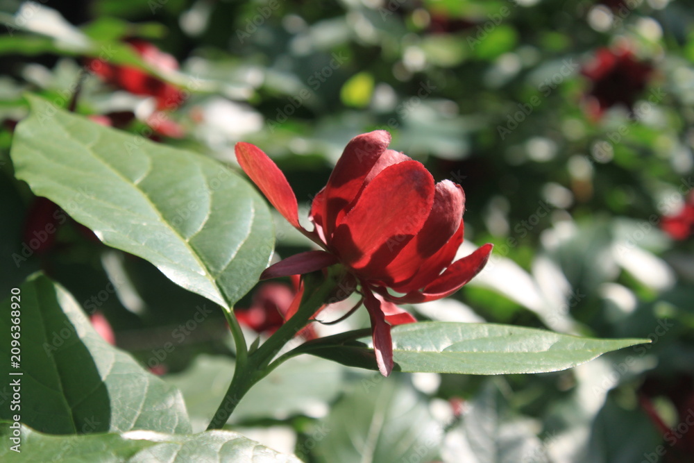 Obraz premium red rose in the garden