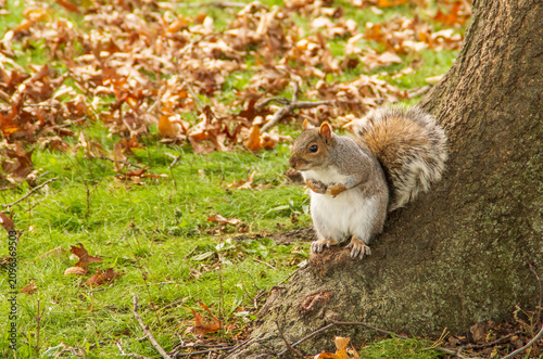 Primer plano de una simpática ardilla gris oriental, Sciurus carolinensis. Pequeño roedor sobre las raíces de un roble a las afueras de Nueva York, EE. UU., 2019.