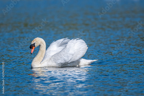 Obraz na płótnie Mute swan