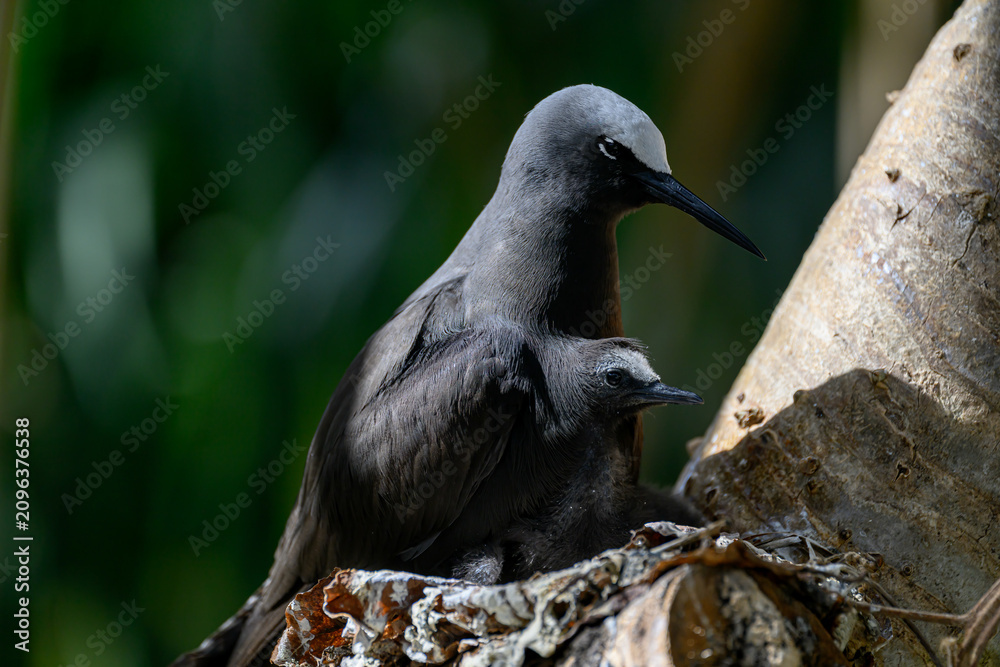 Fototapeta premium A Black Noddy (Anous minutus) and chick on its nest on Lady Elliot Island in the Great Barrier Reef in Austrailia.