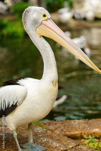Obraz na plátně Detailed side profile of a white pelican bird with a long pink beak in captivity