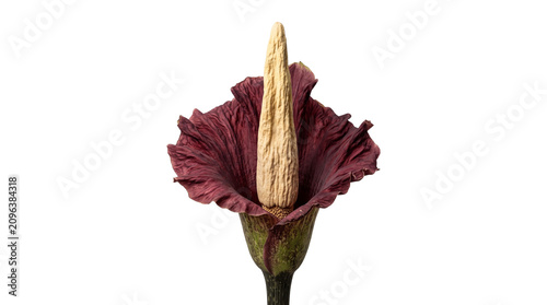 Photography Amorphophallus titanum, known as the corpse flower, in full bloom with a unique inflorescence