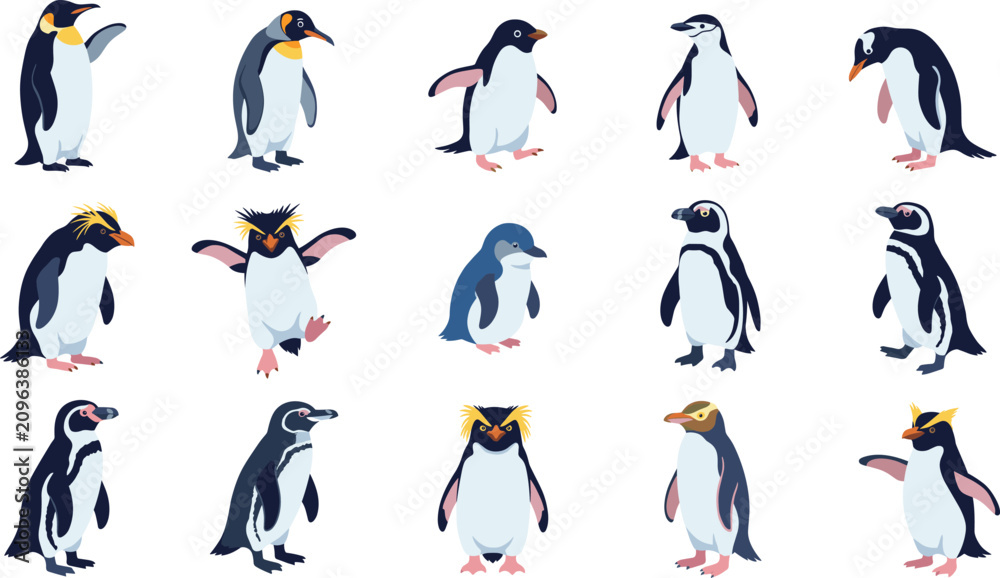 Obraz premium Penguin Species Vector Collection with Cartoon Antarctic Birds Isolated Wildlife Character Set