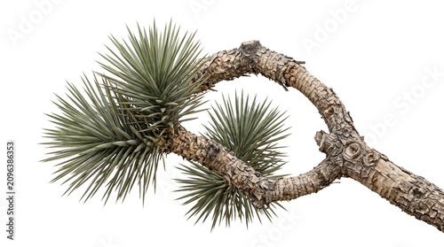 Photos Joshua tree branch with spiky leaves and a unique twisted form, iconic desert vegetation