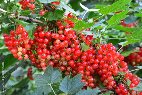 Bush of red currant with a lots of ripe red currant berries in summer