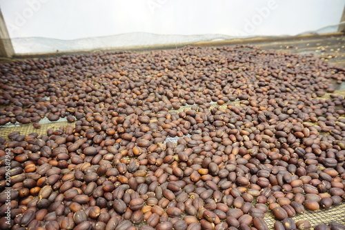 Quadro su tela Close-up of natural process coffee cherries drying on a mesh rack inside a greenhouse on a coffee farm