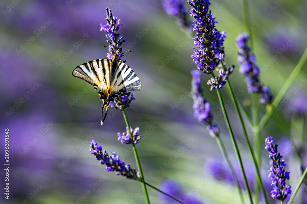 Fototapeta premium Butterflies dancing among fresh lavender in Provence, France.